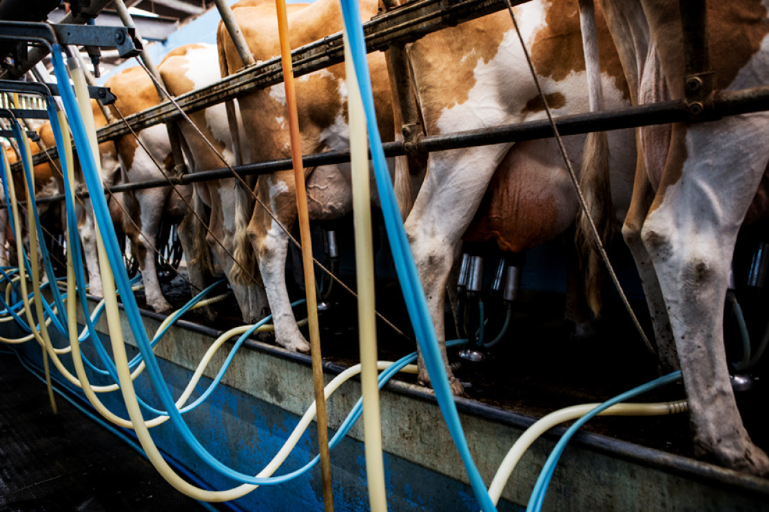 Programas de calidad de leche