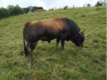 toro
