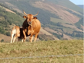 vacas