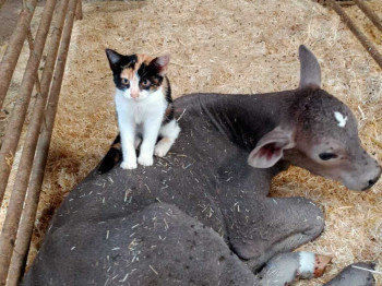 gato amigo de asno