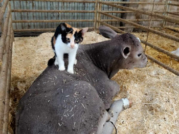 gato y asno