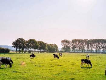 vacas pastando